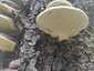 Szegett tapló (Fomitopsis pinicola), Retyezát. Csöves termőréteg szűk, fehéres pórusokkal